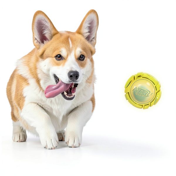 Dog Glow Sonic Ball Gramercy Toy Durable Design-1
